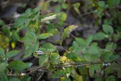 Dyschoriste dalzelii